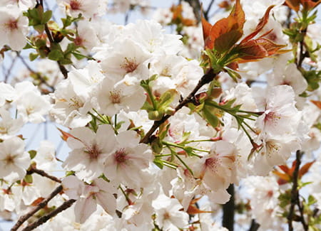 満開に咲いているみやま公園の桜