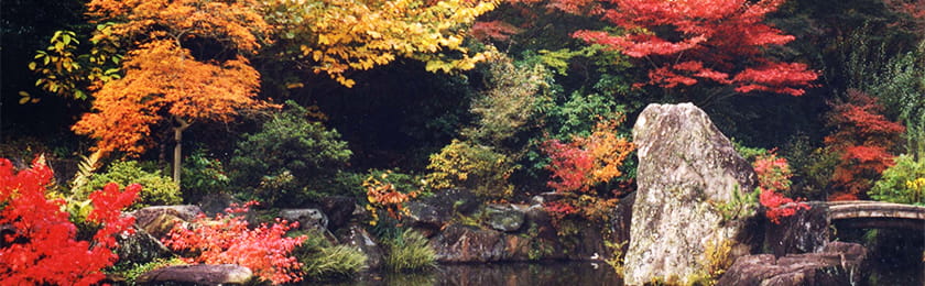 池の周りで真っ赤に紅葉している樹々